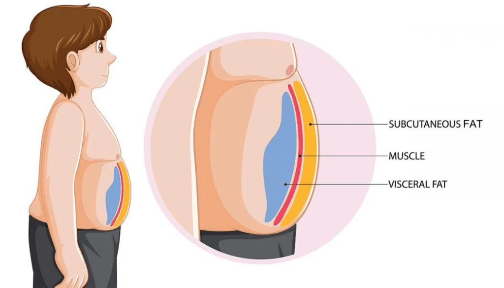 Factors Influencing Belly Fat